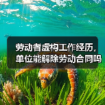 劳动者虚构工作经历,单位能解除劳动合同吗?(图2) 劳动者虚构工作经历,单位能解除劳动合同吗?(图2)