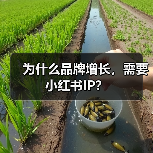 为什么品牌增长,需要小红书IP?(图3) 为什么品牌增长,需要小红书IP?(图3)